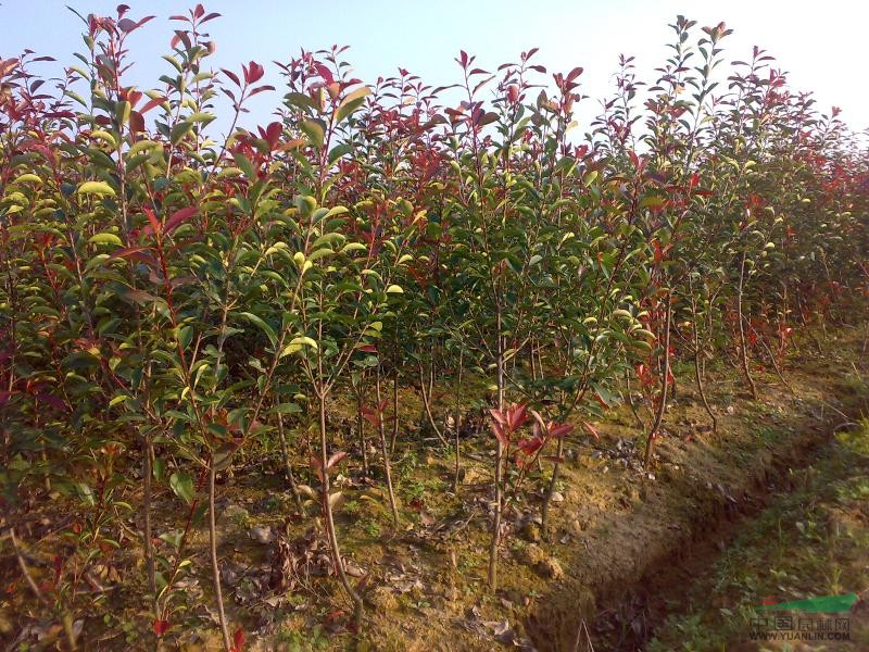 紅葉石楠