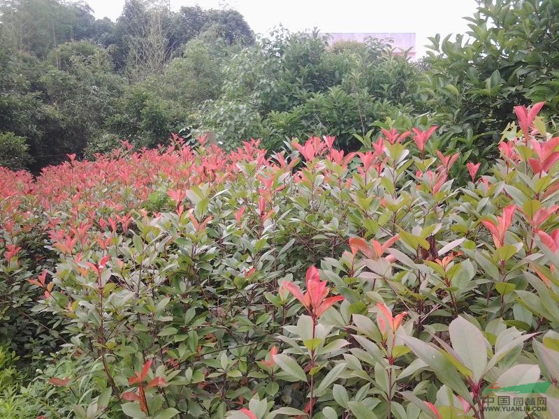 樂慧苗圃供應(yīng)高桿紅葉石楠樹，紅葉石楠小苗，紅葉石楠球