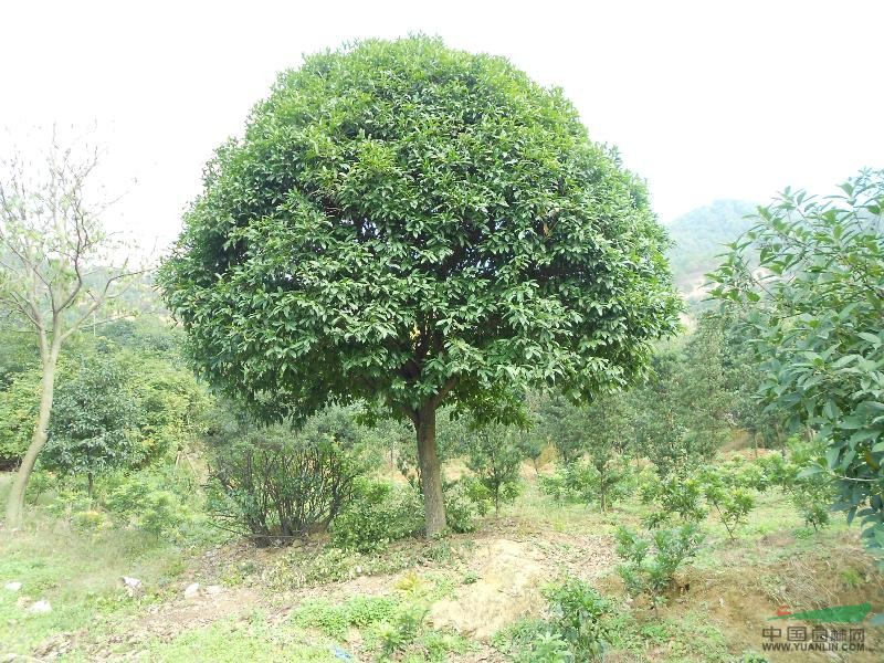 浙江桂花介紹/桂花圖片