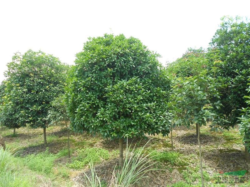 浙江桂花介紹/桂花圖片