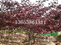 河南供應(yīng)紫葉加拿大紫荊