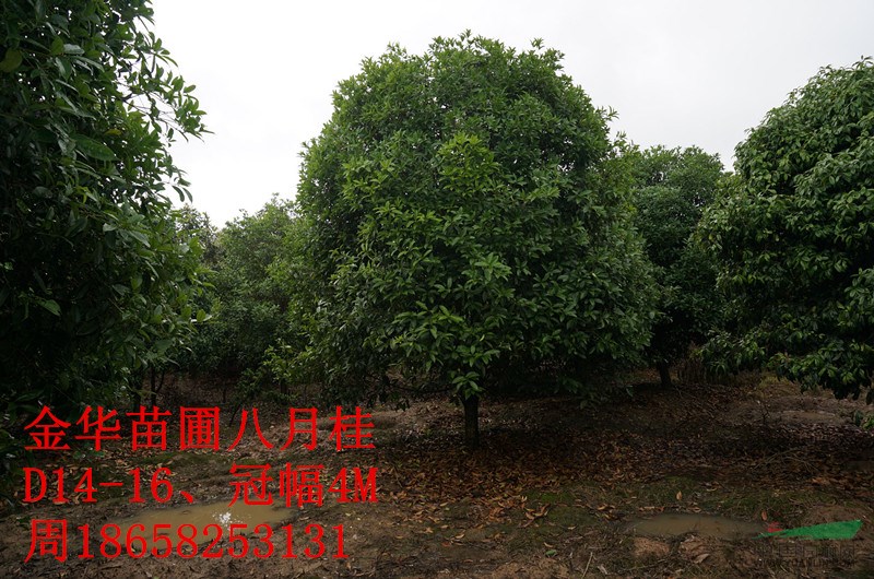 金華處理一批分支60以上D14八月桂