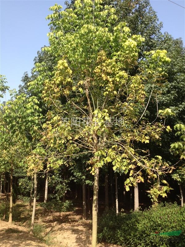 金葉復(fù)葉槭
