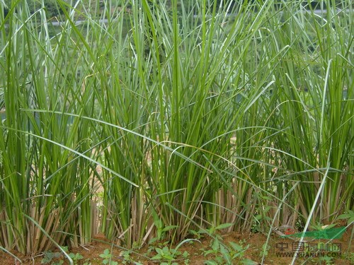 香根草，香根草價(jià)格，香根草基地，香根草直銷(xiāo)，巖蘭草，