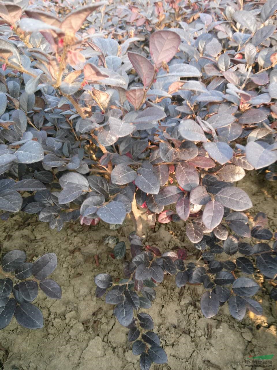 紅花繼木