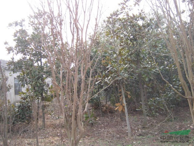 桂花、烏桕、紅葉李、三角楓、高桿女貞、紫薇 
