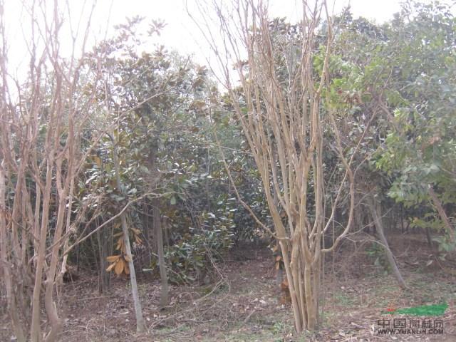桂花、烏桕、紅葉李、三角楓、高桿女貞、紫薇 