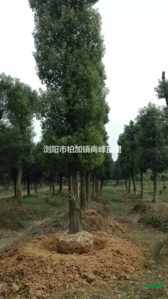 湖南移栽香樟價格