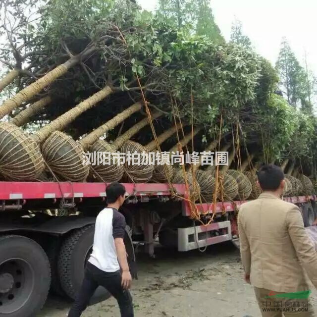 湖南移栽香樟價格