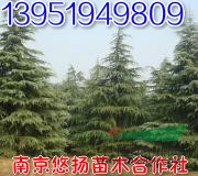 推薦雪松，質(zhì)量有保證，4米雪松，5米雪松，6米雪松價(jià)格