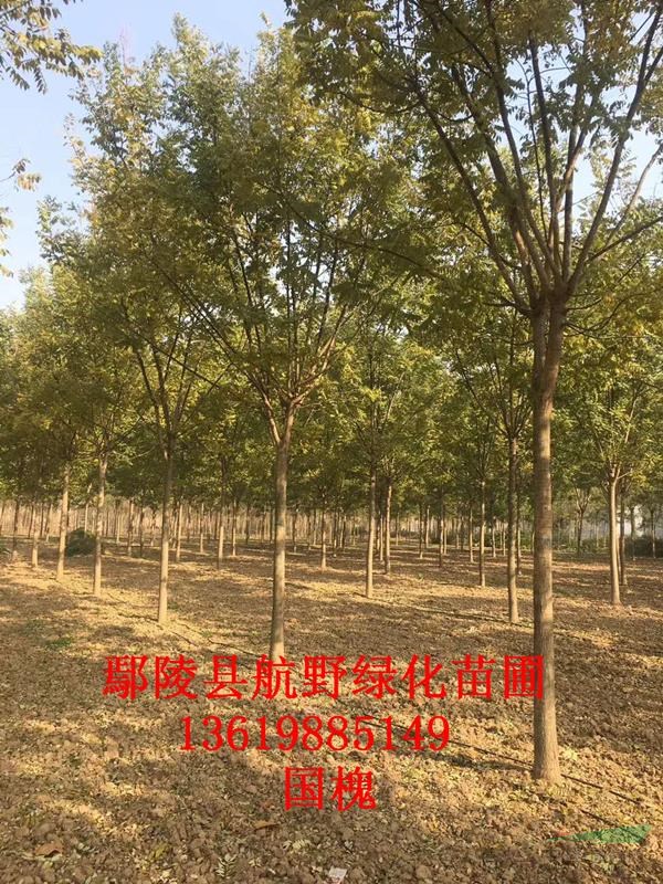 國槐供應/國槐圖片