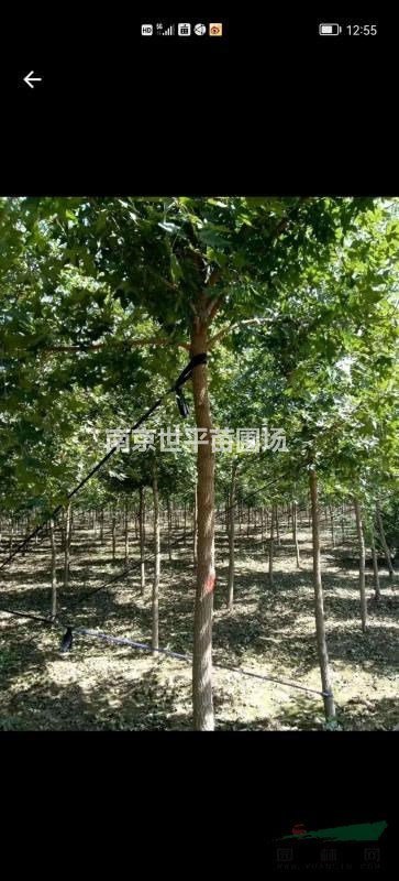 元寶楓最新價格/元寶楓報價