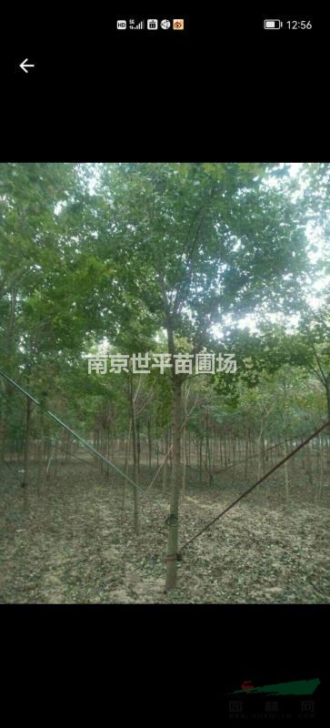 元寶楓最新價格/元寶楓報價