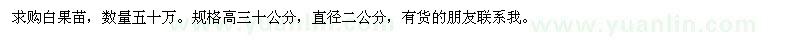 求購白果苗