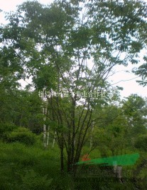 黃菠蘿、臭李子、老蛙眼、山桃、水榆花楸、水曲柳、山槐等山地苗