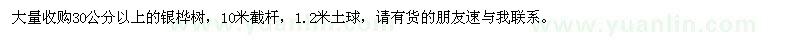 求購30公分以上銀樺樹