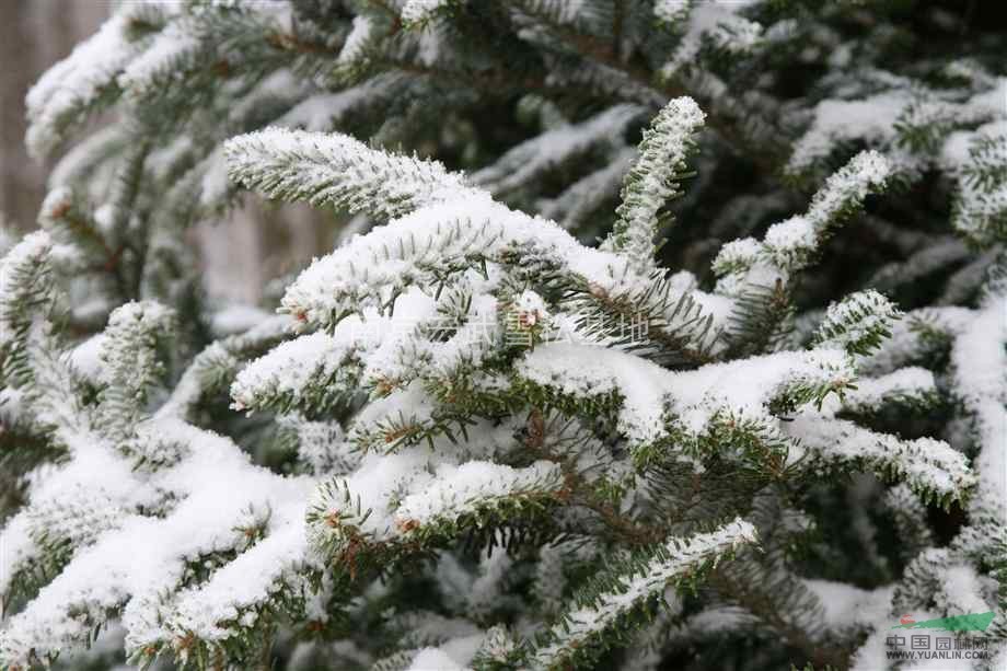 南京雪松價格，雪松價格報價