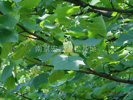 2013年馬褂木價格