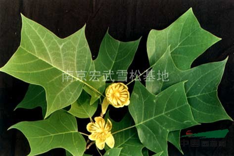 2013年馬褂木價格