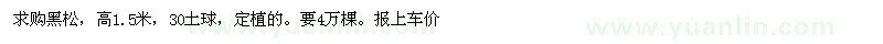 求購高1.5米黑松