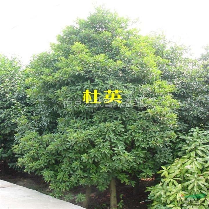 2013年杜英價格