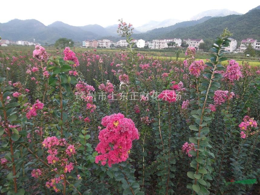 新品種紅花紫薇 當(dāng)年生紫薇 