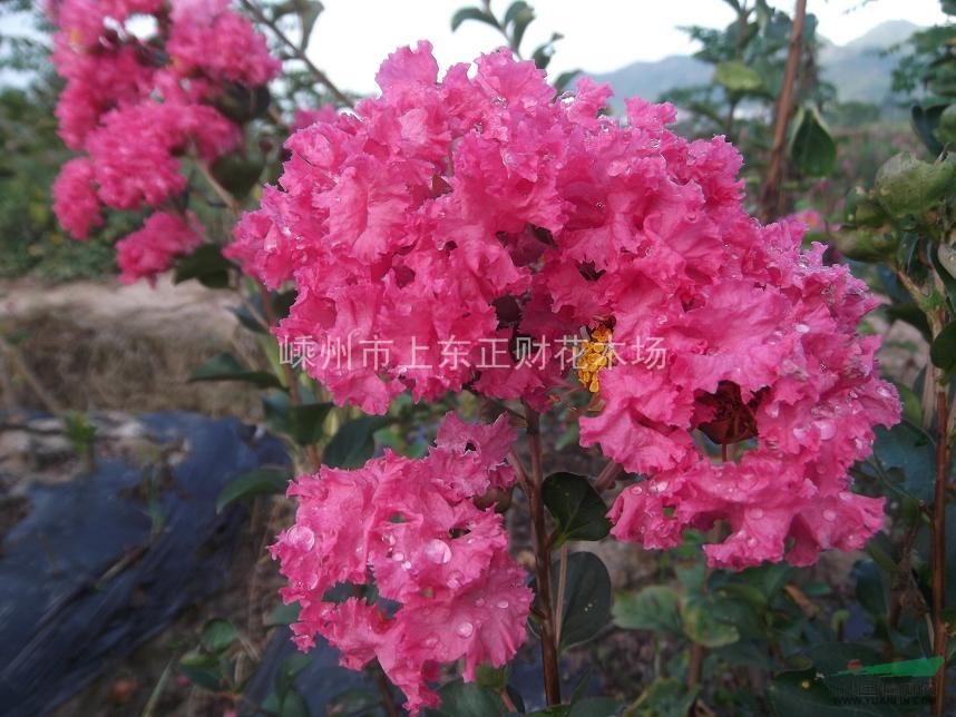 新品種紅花紫薇 當(dāng)年生紫薇 