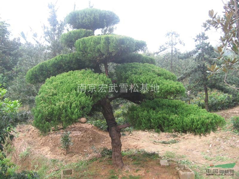 2013年龍柏價(jià)格更新，龍柏報(bào)價(jià)