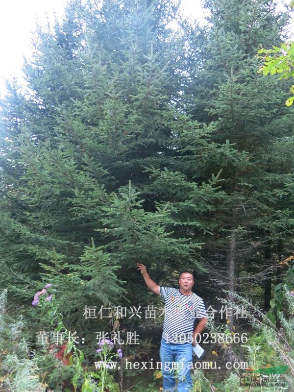 供應茶條槭,五角楓,蒙古櫟,云杉,元寶楓,等山地綠化苗木