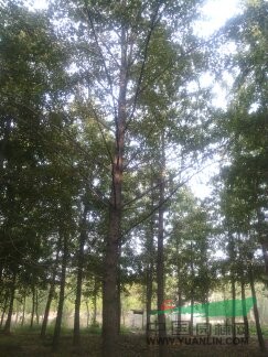 銀杏7報價/山東銀杏7報價