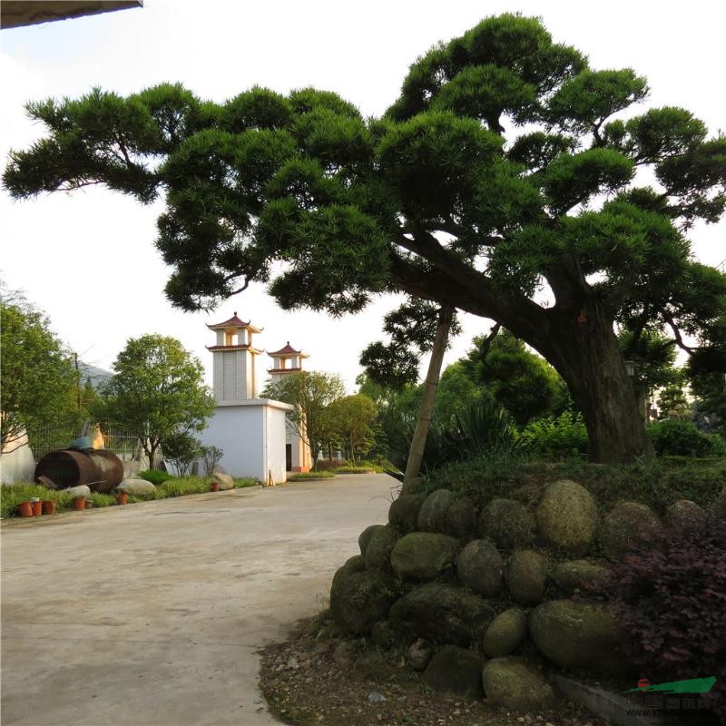 共大苗圃精品造型羅漢松三