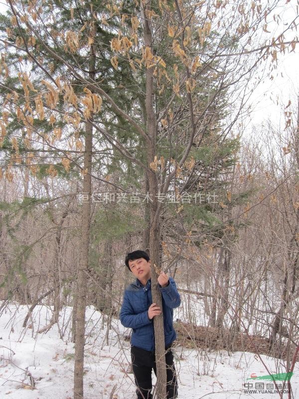 供應(yīng)水榆花楸 叢生水榆花楸 8-10公分水榆花楸 