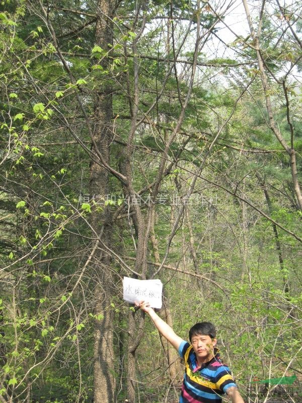 供應(yīng)水榆花楸 叢生水榆花楸 8-10公分水榆花楸 