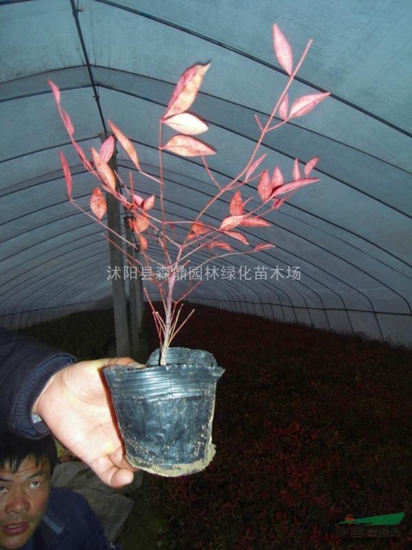 供應(yīng)紅天竹
