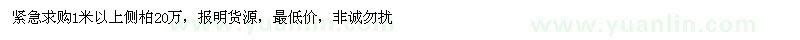 求購1米以上側(cè)柏