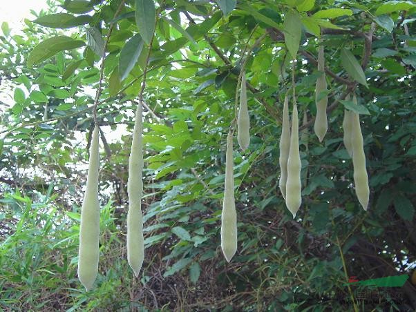 皂角，皂角價(jià)格表，皂角規(guī)格