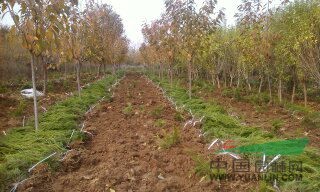 小龍柏供應(yīng)/小龍柏價(jià)格/山東小龍柏/苗木基地/