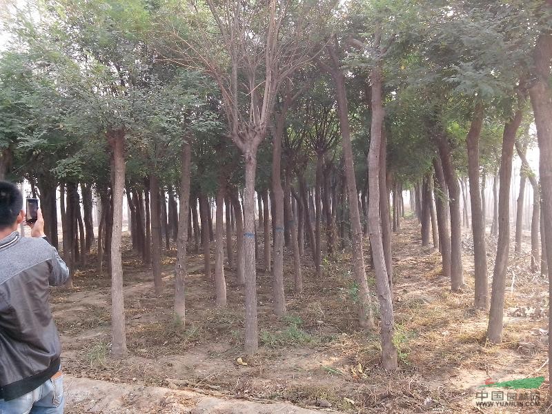 菏澤大型國槐市場