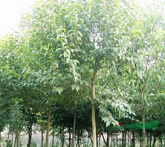 三角楓圖片，三角楓的價(jià)格，三角楓基地，三角  楓 