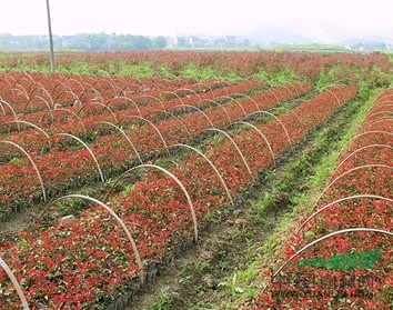 紅葉石楠營(yíng)養(yǎng)缽的價(jià)格，紅葉石楠營(yíng)養(yǎng)缽圖片，  紅葉石楠營(yíng)養(yǎng)缽