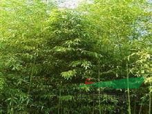 竹子圖片，竹子的價格，竹子基地，竹子