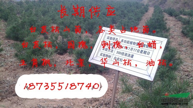 13公分油松苗定植技術(shù)一級苗子