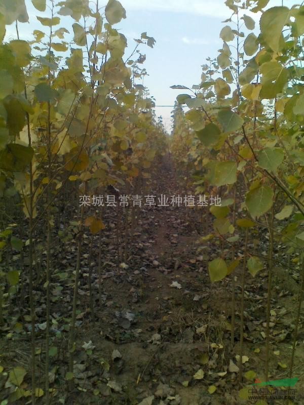 泰青楊種條/泰青楊種條供應(yīng)