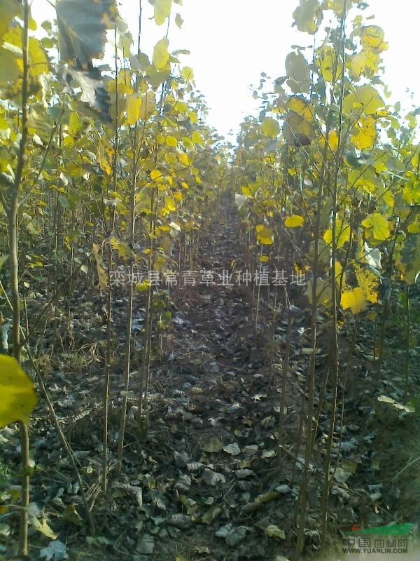 大官楊/大官楊供應(yīng)