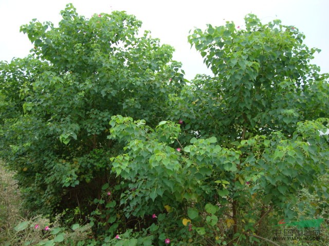 2013年冬季，烏桕的價格，四川烏桕的價格，沭陽烏桕的價格