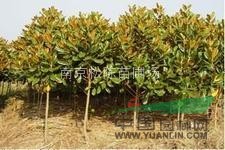 廣玉蘭供應(yīng)廣玉蘭價(jià)格