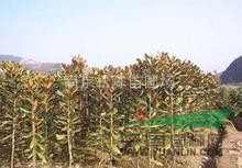 廣玉蘭供應(yīng)廣玉蘭價(jià)格