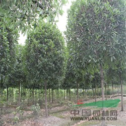 桂花  貴州桂花  八月桂圖片供應(yīng)