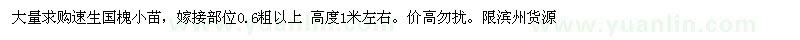 求購(gòu)高1米左右速生國(guó)槐