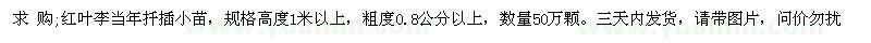 求購0.8公分以上紅葉李當(dāng)年扦插小苗